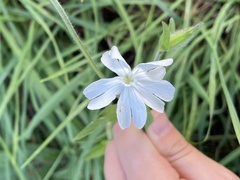 Silene latifolia