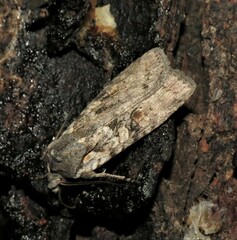 Lithophane antennata