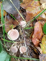 Lactarius glyciosmus
