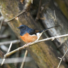 Copsychus malabaricus