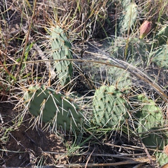 Opuntia cymochila