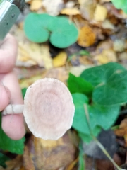 Lactarius glyciosmus