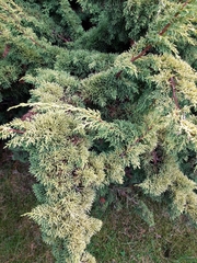 Cupressus macrocarpa