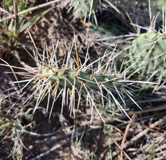 Opuntia cymochila