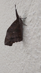 Libytheana carinenta mexicana