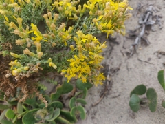 Ericameria ericoides