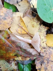 Lactarius glyciosmus