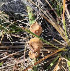 Opuntia cymochila