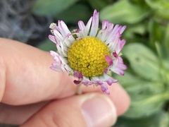 Bellis sylvestris