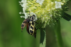 Astylus atromaculatus