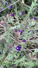 Anchusa