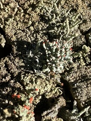 Cladonia didyma
