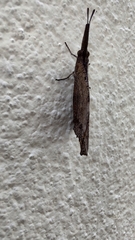 Libytheana carinenta mexicana