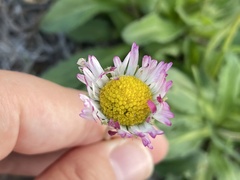 Bellis sylvestris