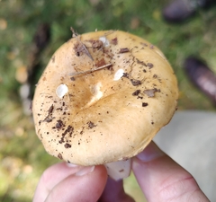 Russula ochroleuca