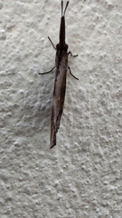 Libytheana carinenta mexicana
