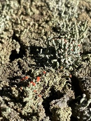 Cladonia didyma
