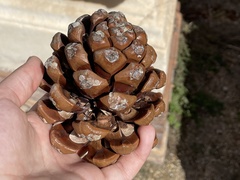 Pinus