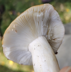 Russula ochroleuca