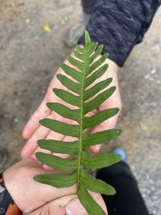 Polypodium virginianum