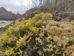 Ericameria ericoides