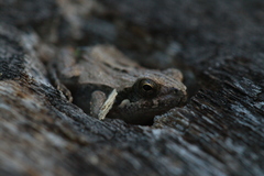 Physalaemus biligonigerus