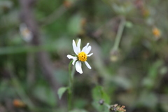Bidens pilosa