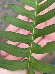 Polypodium virginianum