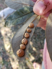 Belonocnema treatae