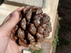 Pinus