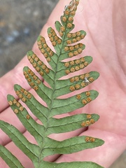 Polypodium virginianum