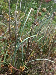 Allium strictum
