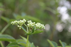 Sambucus australis