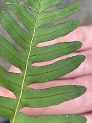 Polypodium virginianum