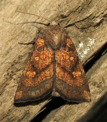 Papaipema impecuniosa