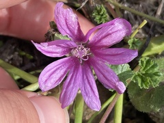 Malva sylvestris