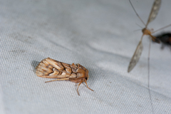 Panolis variegatoides