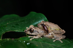 Raorchestes anili