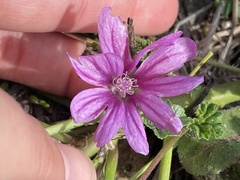 Malva sylvestris
