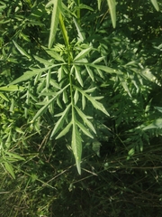 Bidens subalternans