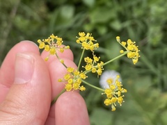 Foeniculum vulgare