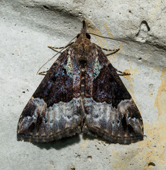 Hypena palparia