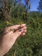 Bidens subalternans