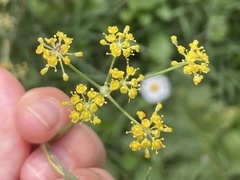 Foeniculum vulgare