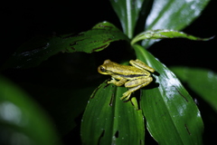 Isthmohyla pseudopuma