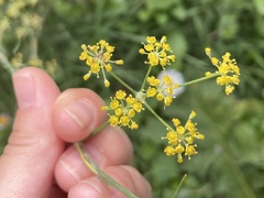 Foeniculum vulgare