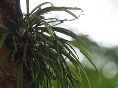 Lepisorus thunbergianus