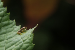 Isthmohyla pseudopuma