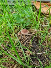 Psathyrella bipellis