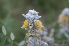 Buddleja stachyoides